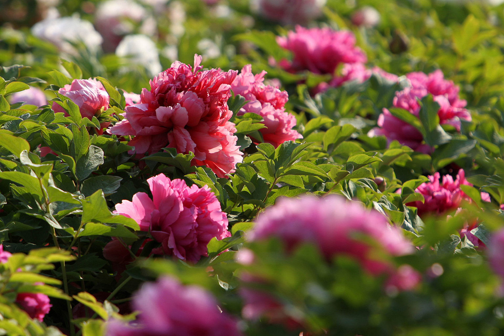  转折点塞维利亚绝杀压哨，欧篮联今夜攻防权衡，悬念犹存，纪律约束更严格